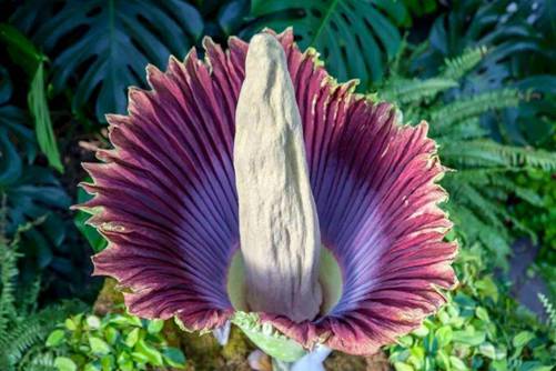 尺香魔芋是全球最臭的植物，为什么这么臭呢