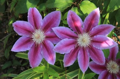 铁线莲怎么养才可以爬满墙