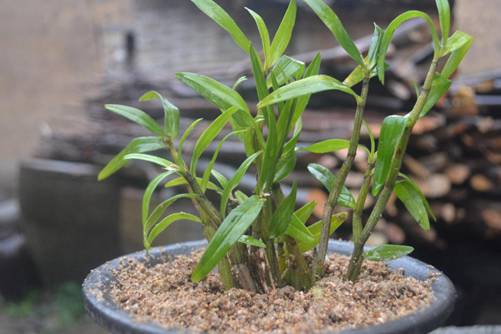 石斛这么养不仅能安全过冬，来年的花还更旺