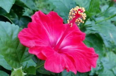 扶桑花怎么养护才能花开不断