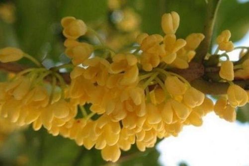 桂花不开花怎么办？做好这5点花开繁茂,十里飘香