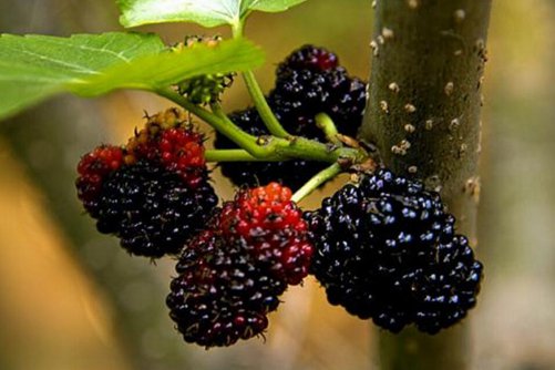 桑葚，男性滋补的草药