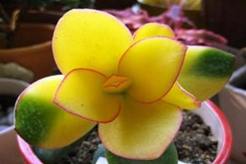 新花月锦怎么养 这6点能让花月锦有落日之雁般美