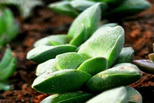 神童多肉怎么养？神童多肉植物你不可错过的多肉