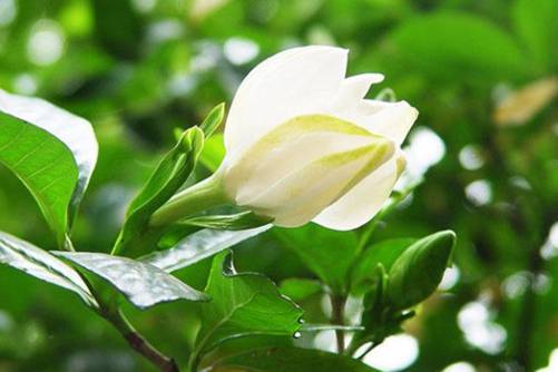 常见灌木植物品种介绍，种这几种灌木植物，给你一个梦想花园