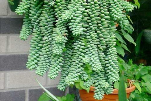 多肉玉珠帘怎么养,多肉玉珠帘的养殖方法介绍