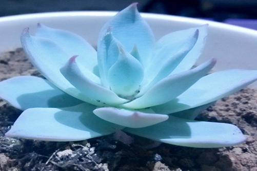 薄叶蓝鸟多肉怎么养？薄薄的叶子,却散发出让人沉醉的颜色!