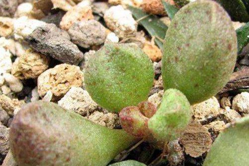 多肉化水怎么办,多肉化水的原因分析和处理措施