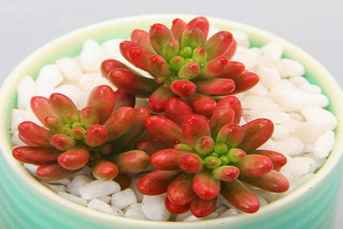 多肉虹之玉怎么养 美人如玉剑如虹