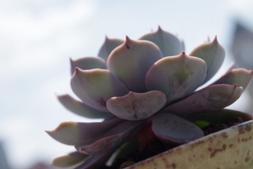 多肉冬季养护技巧,把握以下几种方法冬季多肉一样可以爆盆