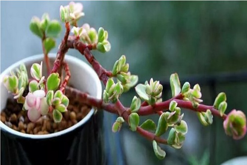 多肉雅乐之舞怎么养？多肉中的翩翩舞者