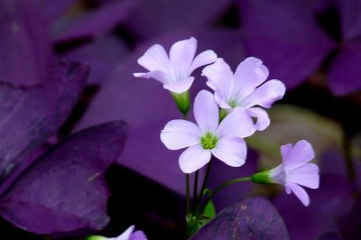 紫叶酢浆草怎么养？紫叶酢浆草的养殖方法