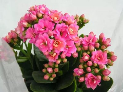 长寿花怎么扦插？长寿花的繁殖方法和注意事项