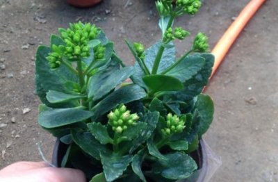 长寿花的种植方法和养护