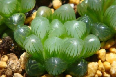 姬玉露的养殖方法和注意事项：姬玉露怎么养才肥胖