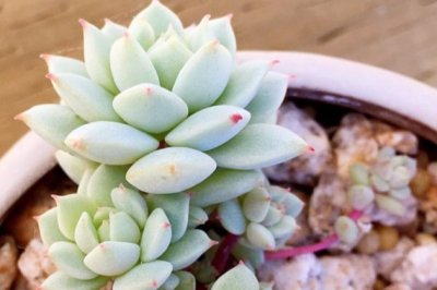 静夜怎么养？多肉植物静夜的养殖方法和注意事项