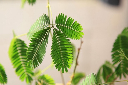 含羞草为什么会含羞，是真的害羞还是躲避伤害