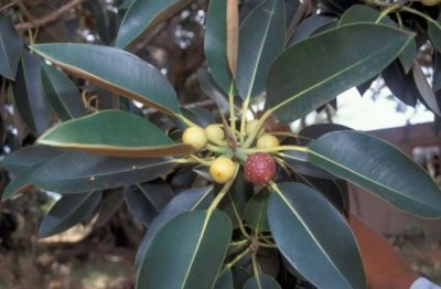 橡皮树的养殖方法