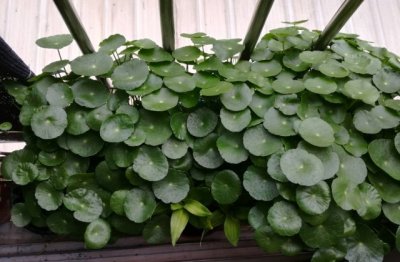 水培铜钱草怎么养比较茂盛