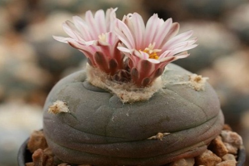 多肉植物有毒品种及图片介绍，你了解几种有毒多肉？