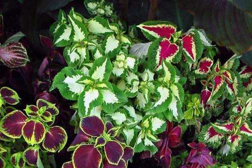 彩叶草图片，高清彩叶草图片大全