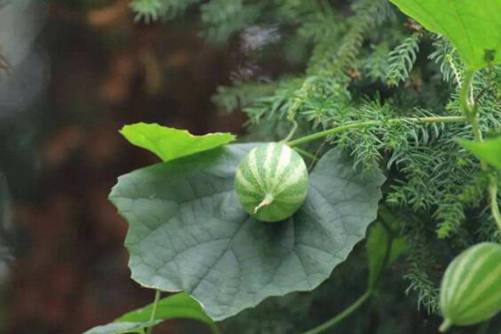 王瓜怎么吃？带你见识不一样的王瓜