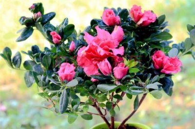 新买回来的杜鹃花怎么养