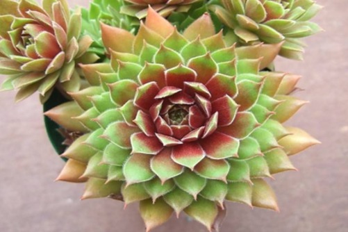 如何养好长生草？长生草随便养都能爆盆的多肉