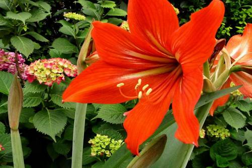 紫根兰图片，高清紫根兰图片大全