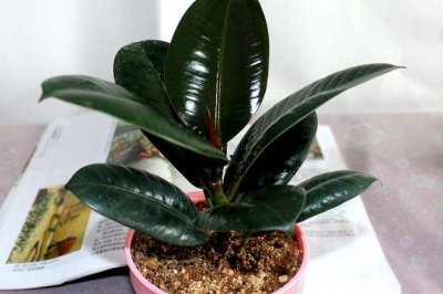 橡皮树怎么养才长得好长得快