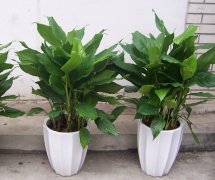 万年青的花语及万年青的象征意义