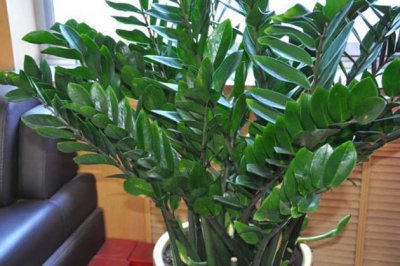 金钱树冬天怎么养护？金钱树冬季养殖方法