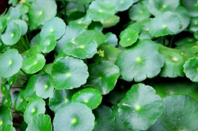 铜钱草怎么养？铜钱草的养殖方法和注意事项