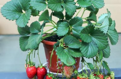 阳台可以养什么花草 阳台上应该养什么花卉比较好