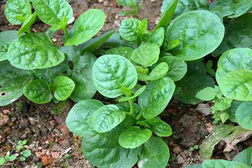 潺菜什么时候有？潺菜别称木耳菜 潺菜餐桌上的美味