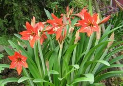 花语大全：孤挺花的花语及孤挺花简介