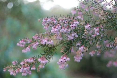 欧石楠的养殖方法，欧石楠花朵漂亮高雅 花期超半年