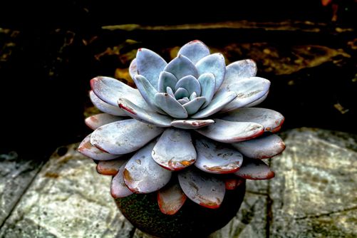 为什么多肉植物浇水要浇透？不一样的多肉植物浇水技巧