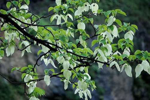 养了38年的国家一级保护植物珙桐，终于开花了