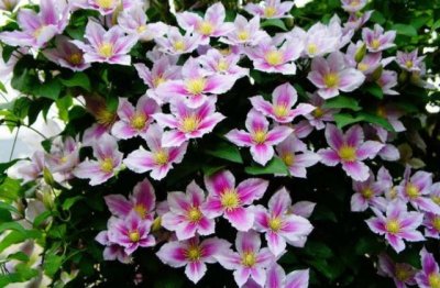 铁线莲怎么养长得快好