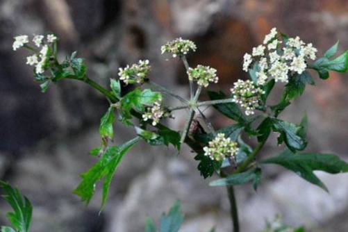 中药前胡种子怎么种植,前胡的功效与作用