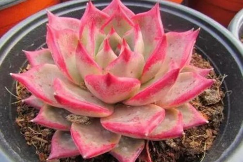 秋季多肉养护,教你如何给多肉“贴秋膘”