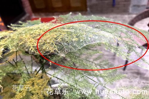 救救我的文竹， 一晚上的时间 叶子就被白色网罩住了