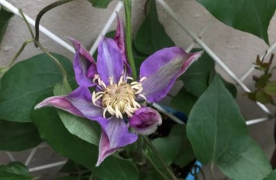 铁线莲怎么养护