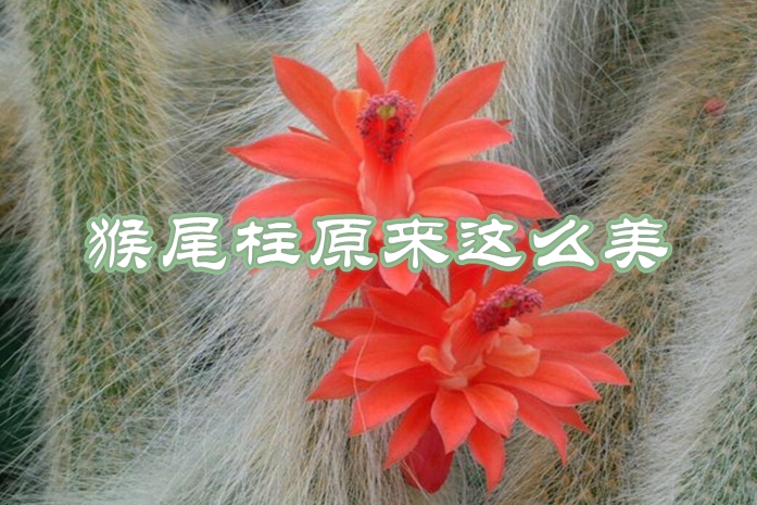 猴尾柱图片 开红花还长猴子尾巴的猴尾柱，原来这么美