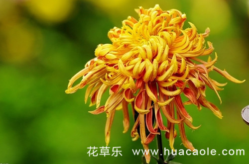 十二月花神之九月菊花花语和传说