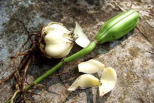 百合花种植技术，食用百合的种植时间和方法介绍