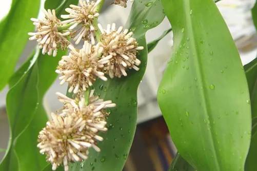 巴西木价格，花市的巴西木多少钱一盆