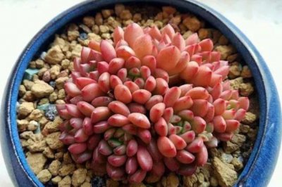 如何让多肉植物变色？一招告诉你怎么让多肉变色！