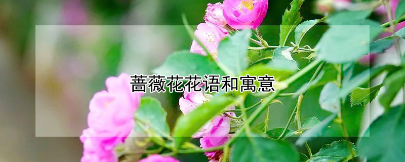 蔷薇花花语和寓意